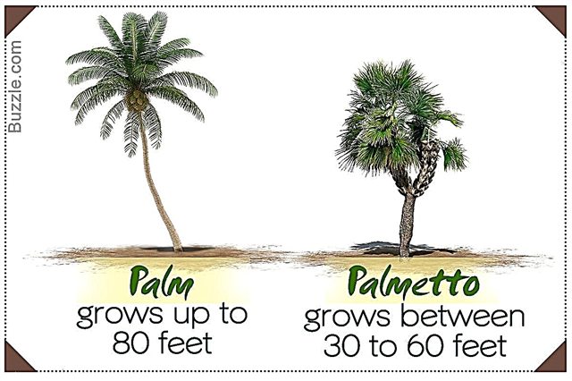 Skillnad mellan Palmetto och Palm Trees