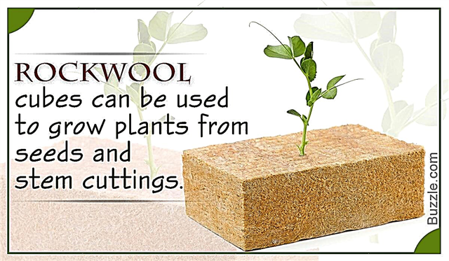 Sådan bruges Rockwool Cubes til planter for at undgå overvanding