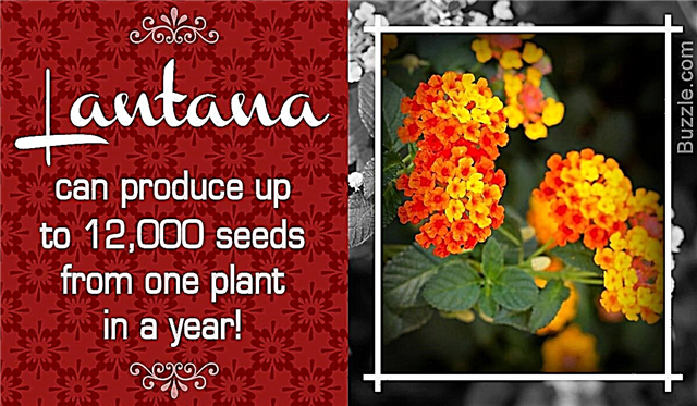 Ciekawe fakty o roślinach kwitnących Pretty Lantana