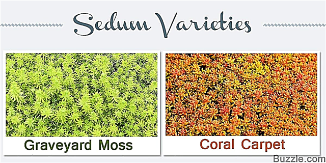 18 Succulente Sedum-plantesorter med strålende billeder