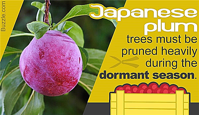 Tips om plantering, beskärning och skötsel av japanska plommonträd