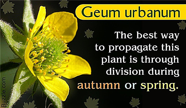 Tìm hiểu tất cả về cây Geum: Sự thật thú vị và mẹo trồng