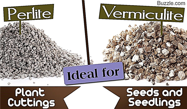 Perlite เทียบกับ Vermiculite: แบบไหนดีกว่าสำหรับสวนของคุณและทำไม?
