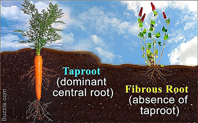 Razlike med koreninskim in vlaknastim koreninskim sistemom
