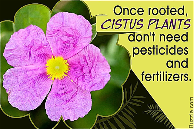 Pārbaudiet šos fantastiskos faktus par klinšu rožu (Cistus)