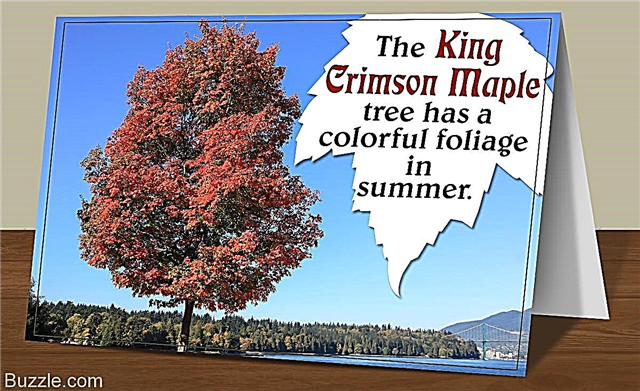 Alle Fakten über den King Crimson Maple Tree, die hier aufgelistet sind