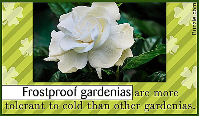 La gardenia impecable a prueba de heladas: un arbusto de flores de rápido crecimiento