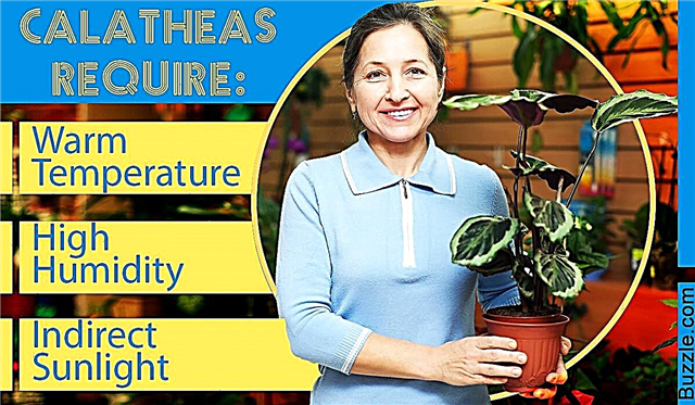 Eenvoudige tips om te zorgen voor calathea-planten die zorgen voor een goede groei
