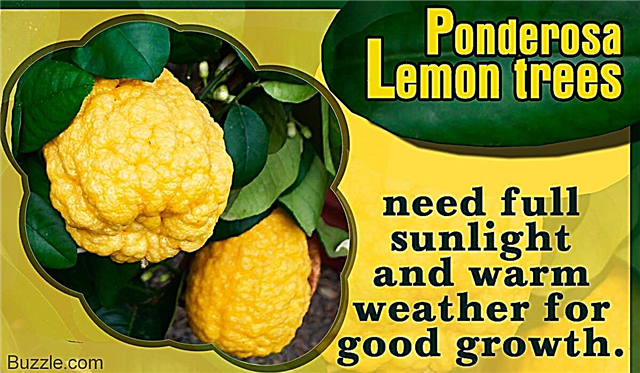 En enkel guide til, hvordan man dyrker og plejer Ponderosa citrontræer
