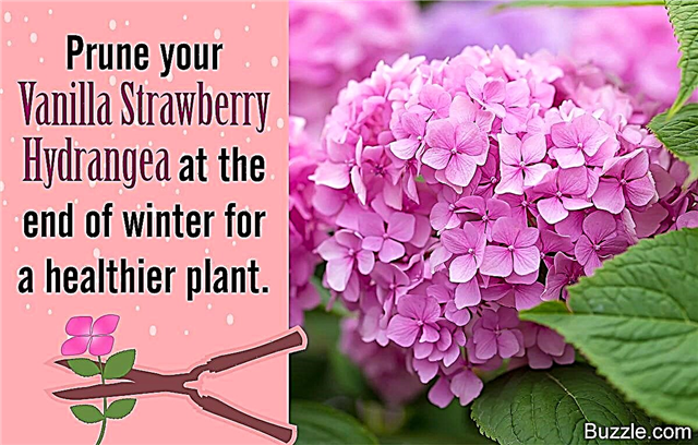 Consejos para cuidar la deslumbrante hortensia de vainilla y fresa