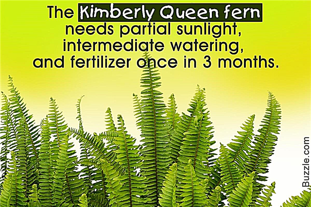 Tõeliselt kasulikud näpunäited Kimberly Queen Fernside eest hoolitsemiseks
