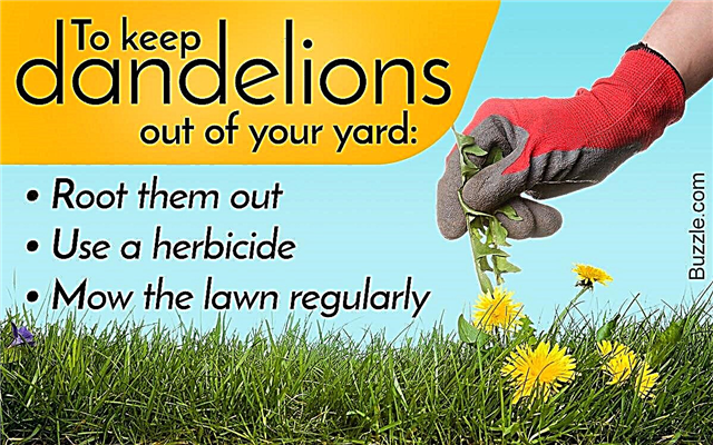 Các phương pháp tự nhiên về cách loại bỏ bồ công anh trong bãi cỏ của bạn