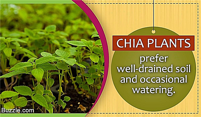 Η καλλιέργεια και η φροντίδα ενός φυτού Chia δεν είναι δύσκολη. Διαβάστε πώς