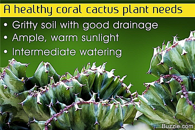 サンゴサボテンの植物の成長とケアのための重要なヒント