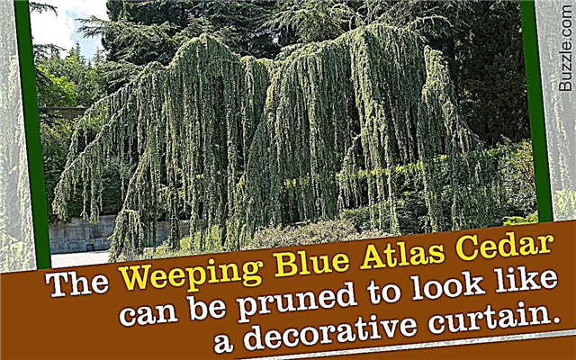 Cómo cuidar un árbol de cedro del Atlas azul llorón