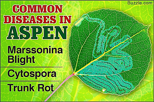 10 bệnh thường gặp ở cây Aspen và cách điều trị chúng