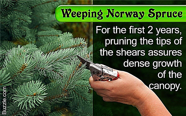 Koristni nasveti, kako obrezati in skrbeti za jokajočo norveško smreko