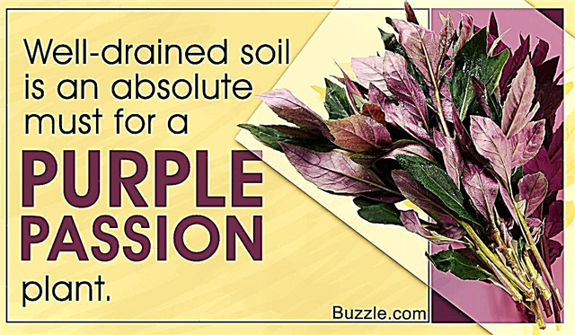 Hoe zorg je voor de harige, snelgroeiende Purple Passion Plant