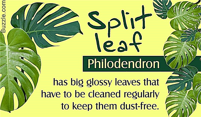 Как да се грижим за лъскавото растение с филодендрон с разделени листа