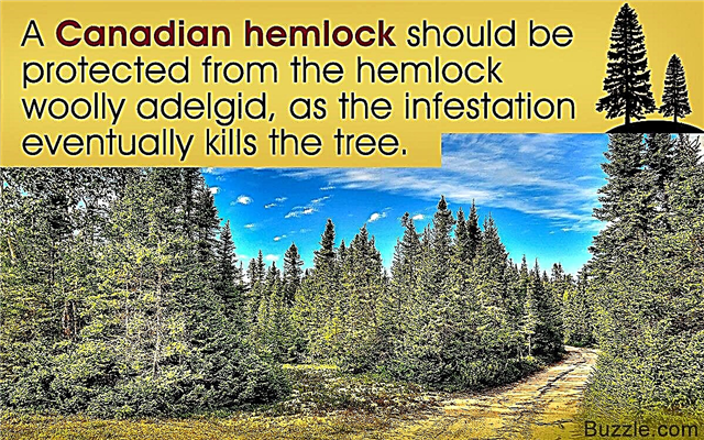 カナダのヘムロックの木の成長と手入れ方法に関する重要なヒント