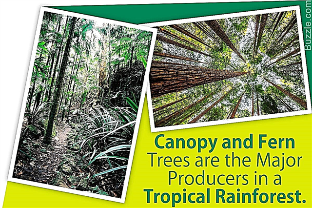 9 glavnih primarnih proizvajalcev v tropskem deževnem gozdu