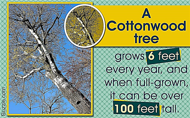कॉटनवुड पेड़ों के बारे में तथ्य