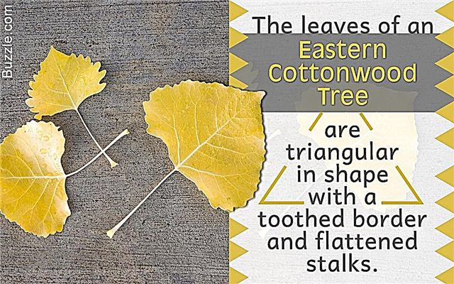 A Cottonwood Tree Identification emlékezetes tényezői