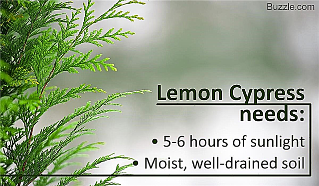 Suggerimenti preziosi su come prendersi cura di un albero di cipresso di limone