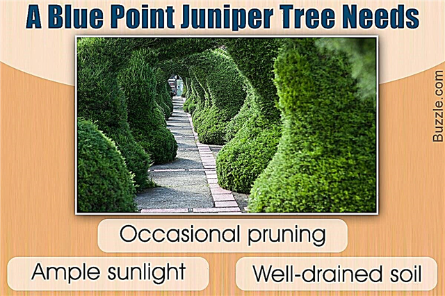 Kuinka hoitaa Blue Point Juniper Plant