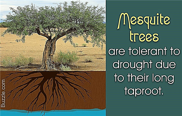 12 patiešām pārsteidzoši fakti par meskītu kokiem