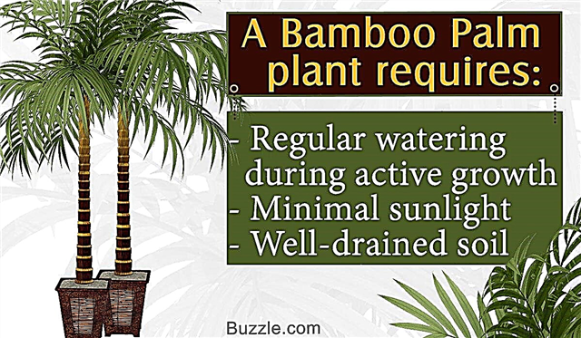 Како се бринути за биљку палме од бамбуса на најбољи могући начин