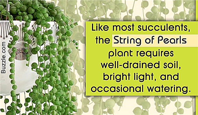 Hoe de parelsnoerplant te laten groeien en verzorgen