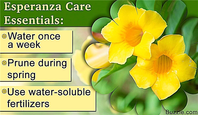 Hur man tar hand om en Esperanza-växt och pryder din trädgård