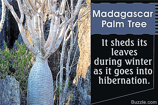Ti nasveti o tem, kako skrbeti za palmo na Madagaskarju, so čisto zlato