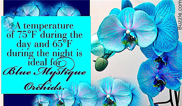 Съвети за грижа за величествените сини орхидеи Mystique