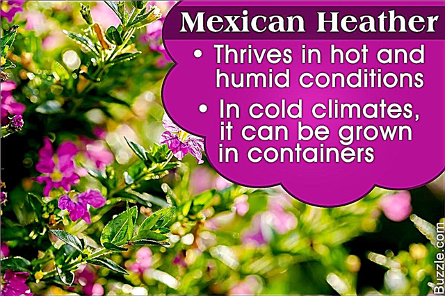 Come coltivare e prendersi cura adeguatamente dell'erica messicana