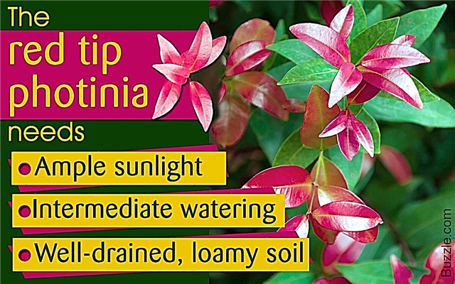Wie man Red Tip Photinias pflanzt und pflegt