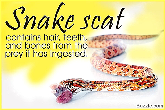 Šikovné tipy, ako identifikovať a vyčistiť trus hada