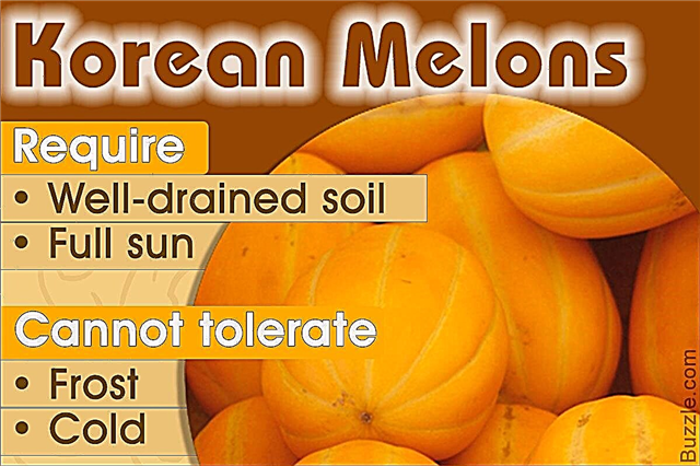 Eenvoudig te volgen instructies voor het kweken van Koreaanse meloenen