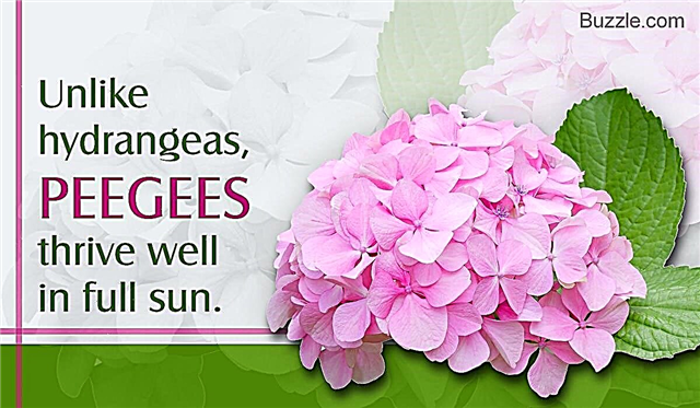 Pielietojiet idejas par Peegee hortenzijas krūmu audzēšanu un kopšanu