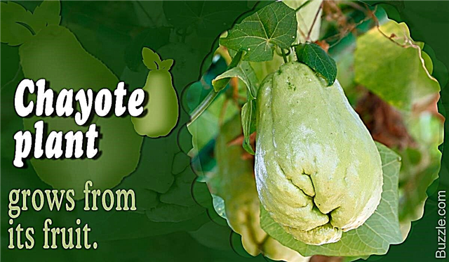 Kaip auginti ir prižiūrėti daugiafunkcį chayote augalą