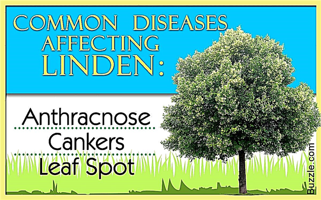 조심해! 린든 나무에 영향을 미치는 10 가지 일반적인 질병