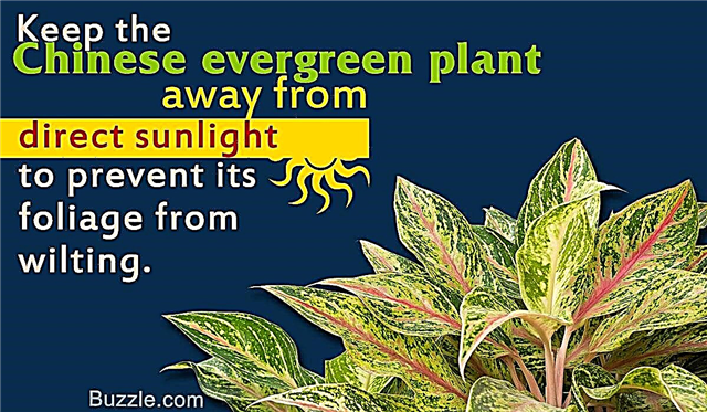 Einfache Tipps zur Pflege der luftreinigenden chinesischen Evergreens