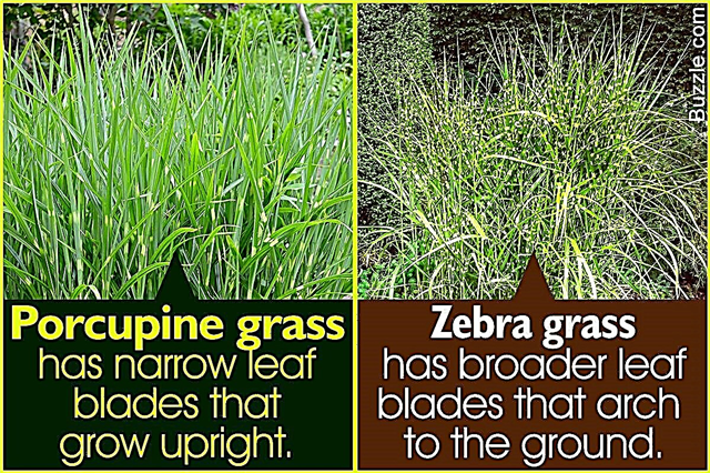 Enumerando la diferencia entre la hierba puercoespín y la hierba cebra