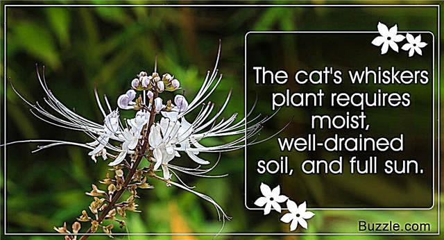 מידע A-Z וטיפים לטיפול בצמח הזיפים של החתול