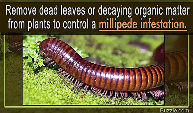 Cum să scapi de milipede de la plante fără a le afecta