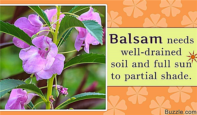 Hur man odlar och tar hand om de terapeutiska balsamväxterna