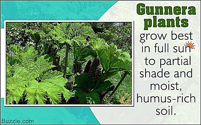 Einfache Tipps zum Wachsen und Pflegen der Gunnera-Pflanze