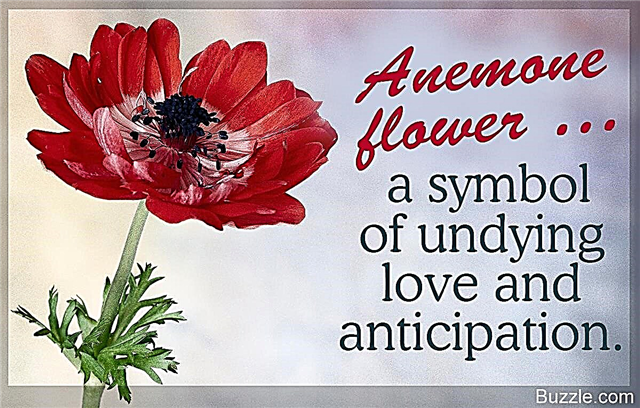 Έννοια του λουλουδιού Anemone και άλλα ενδιαφέροντα γεγονότα