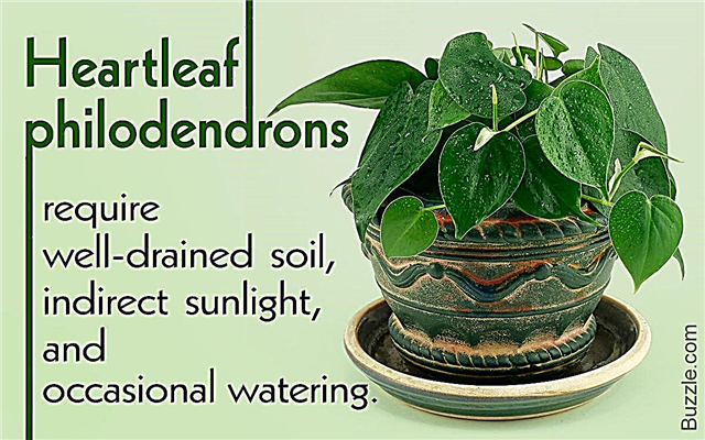Lernen Sie, wie man wächst und sich um Heartleaf Philodendron kümmert